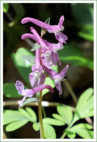 hohler Lerchensporn