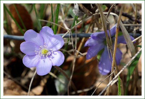Leberblümchen
