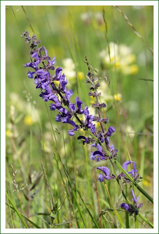 Wiesensalbei