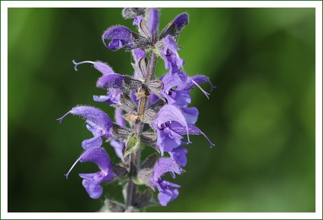 Wiesensalbei