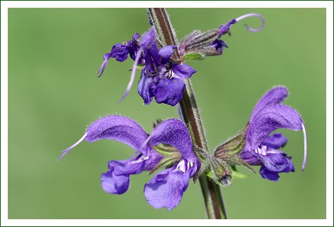 Wiesensalbei