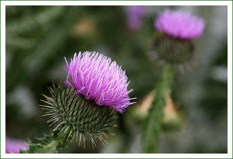 Kratzdistel