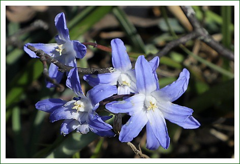 Sternhyazinthe