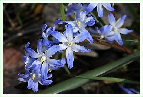 Sternhyazinthe