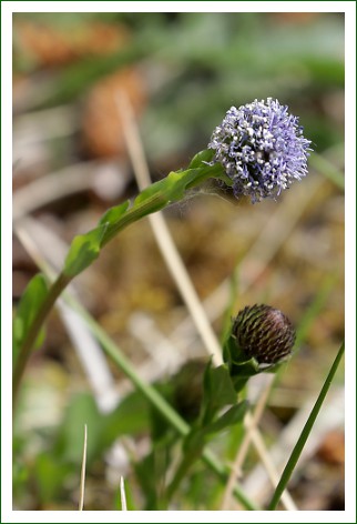 Kugelblume
