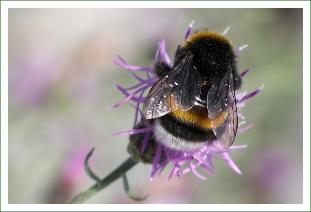 Erdhummel