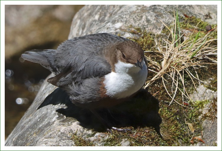 Wasseramsel