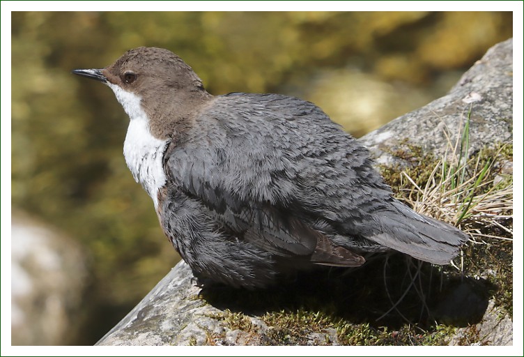 Wasseramsel