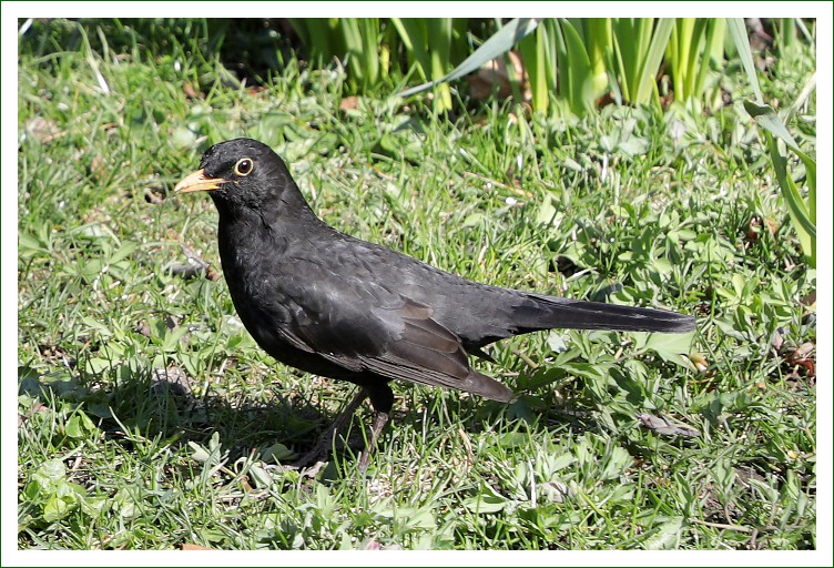 Amsel