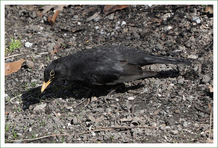 Amsel