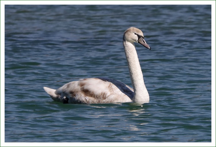 Höckerschwan