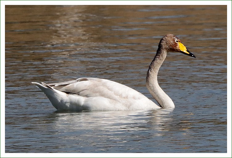 Singschwan
