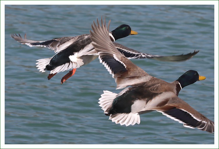 Stockente