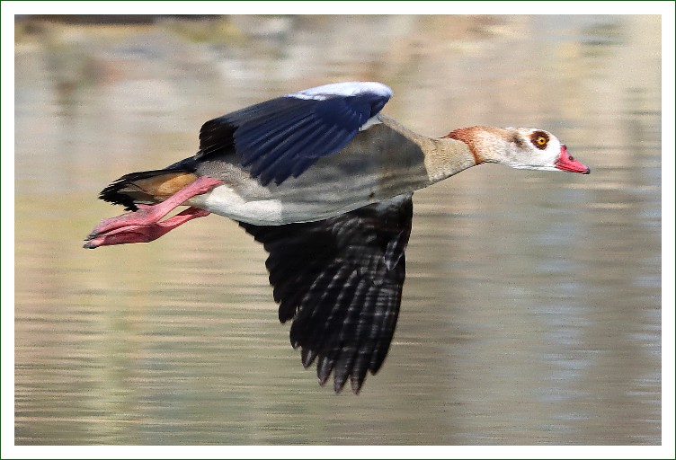 Nilgans