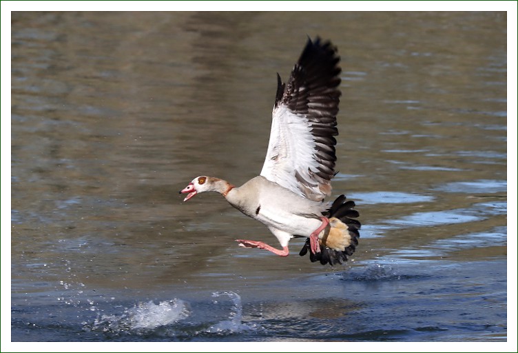 Nilgans