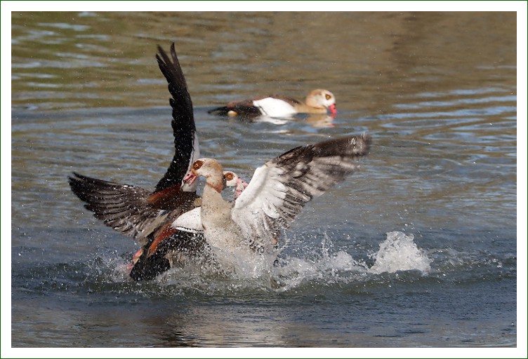 Nilgans