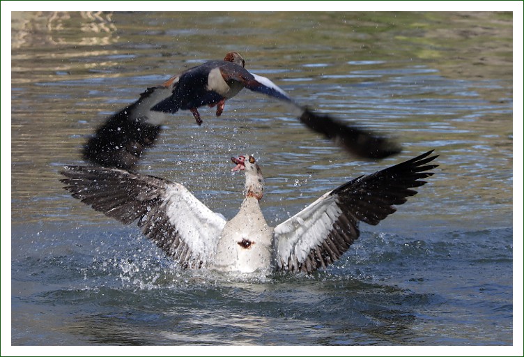 Nilgans