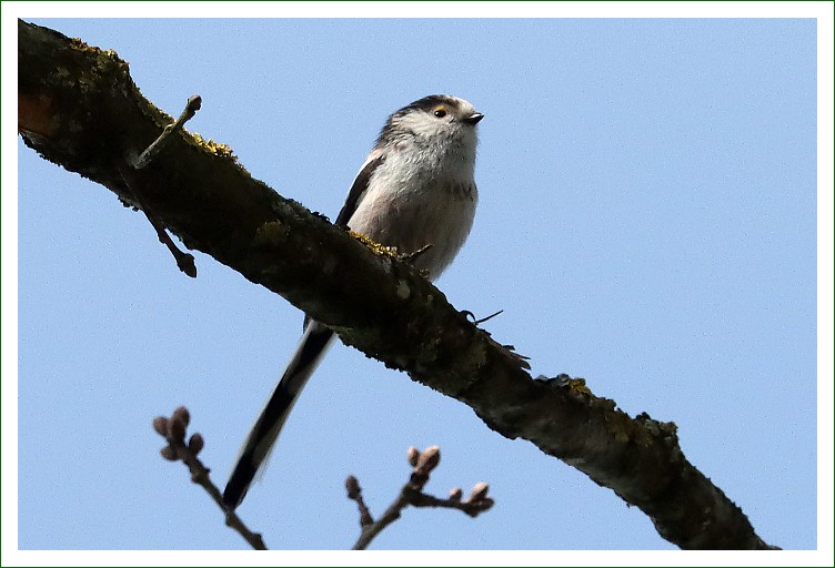Schwanzmeise