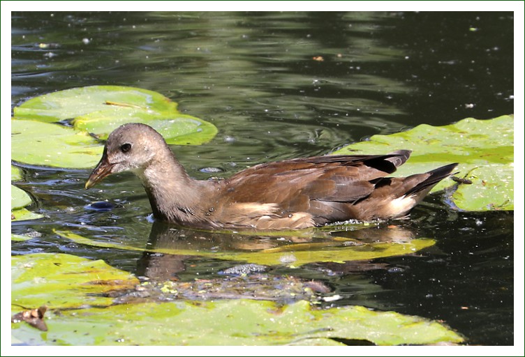 Teichhuhn