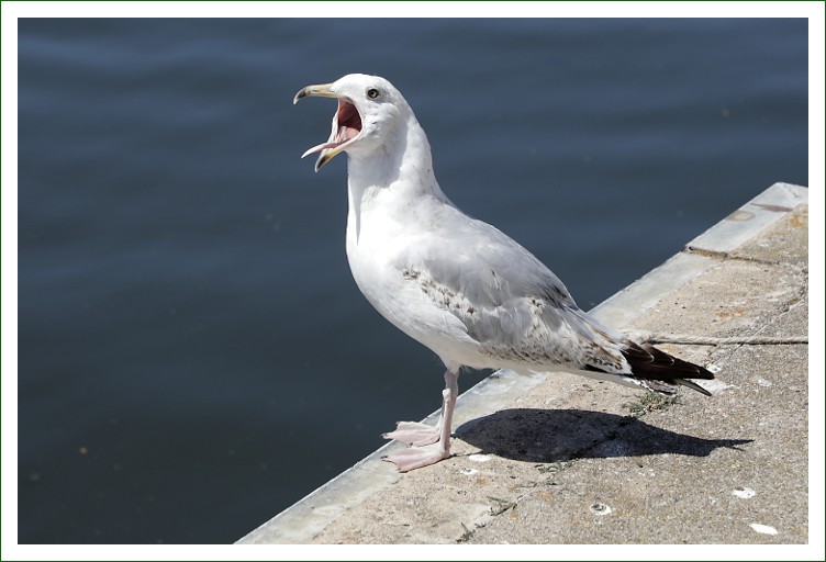 Silbermöwe