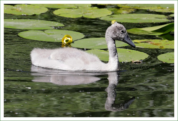 Höckerschwan
