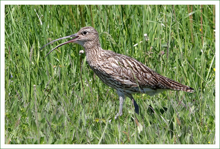 großer Brachvogel