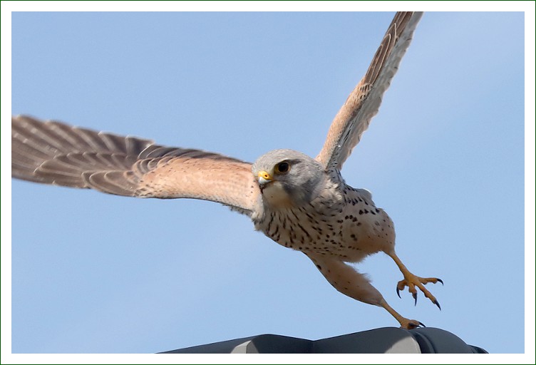 Turmfalke