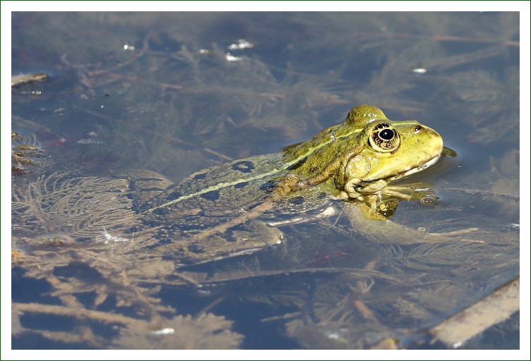 Wasserfrosch