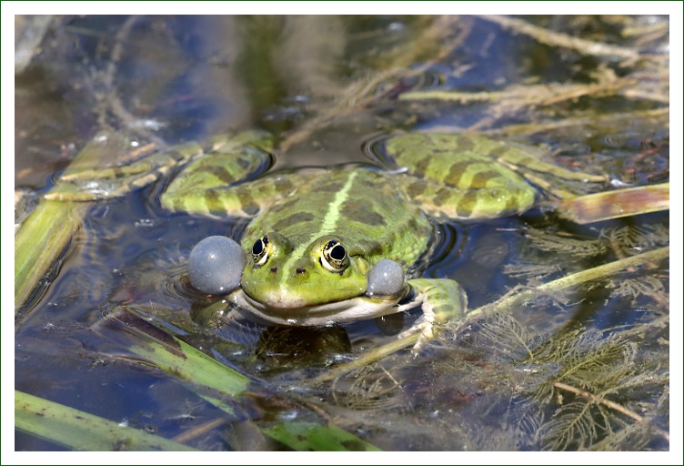 Seefrosch