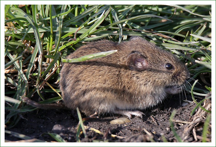 Erdmaus