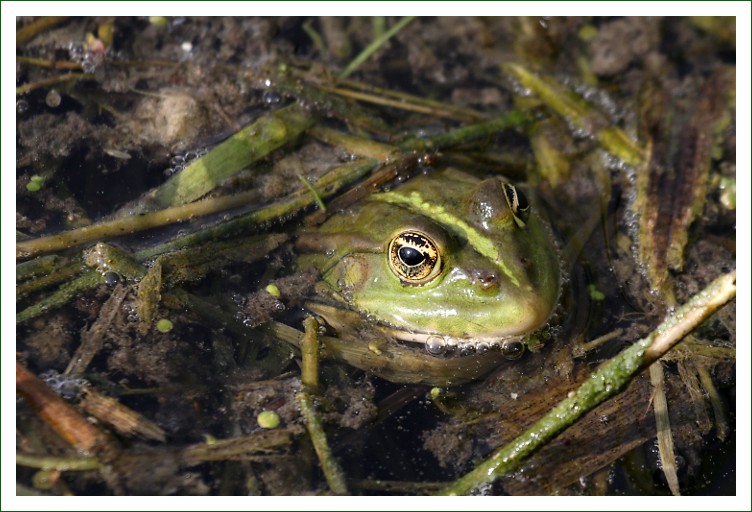 Seefrosch