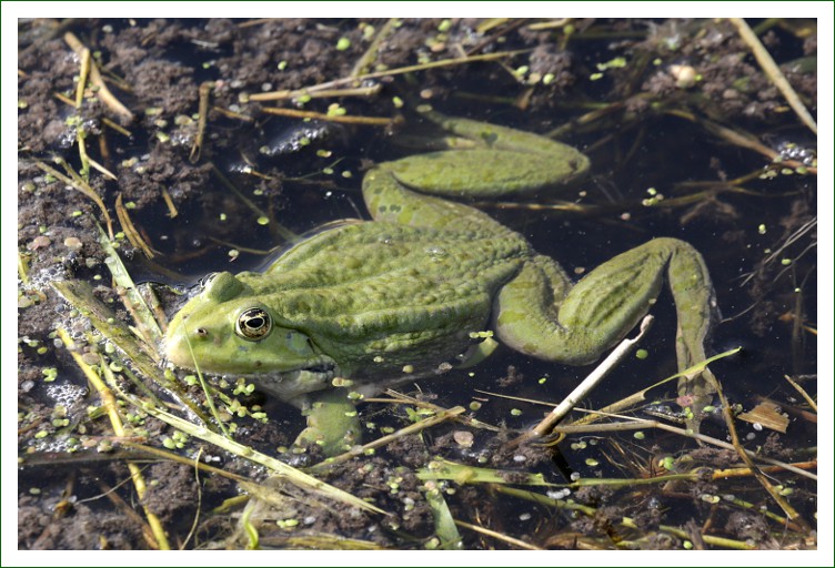 Teichfrosch